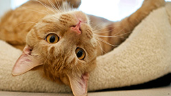 Adopt a Cat