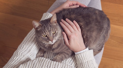 Foster a Cat
